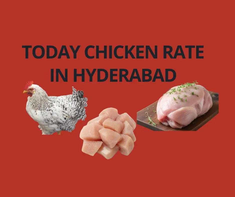 Today chicken rate in Hyderabad 13 Today chicken rate in Hyderabad