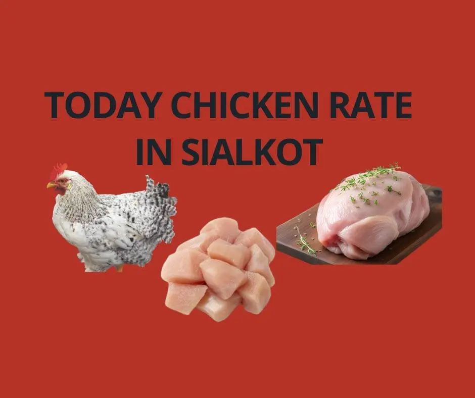 today chicken rate in Sialkot city Pakistan