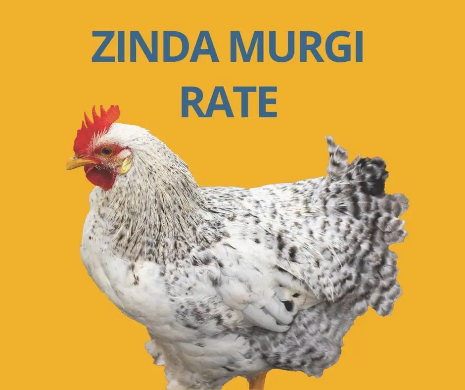 Today Chicken Rate In Pakistan cities 1 Live chicken price zinda murgi