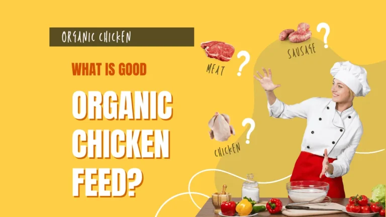 What is good organic chicken feed